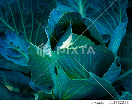 Image captures the intricate patterns and rich color of cabbage leaves, ideal for educational materials on plants or nutrition. 113782258