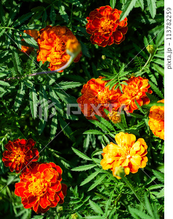 Floral Vibrance Floral Vibrance 113782259