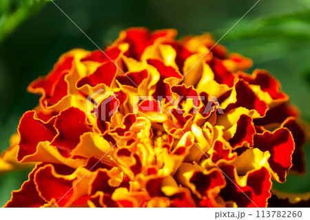 Marigold Majesty Marigold Majesty 113782260