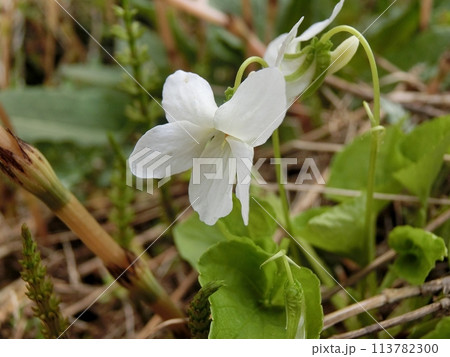 シロバナタチツボスミレ（下浜八田・4/18） 113782300