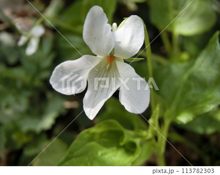 シロバナタチツボスミレ（下浜八田・4/21） 113782303