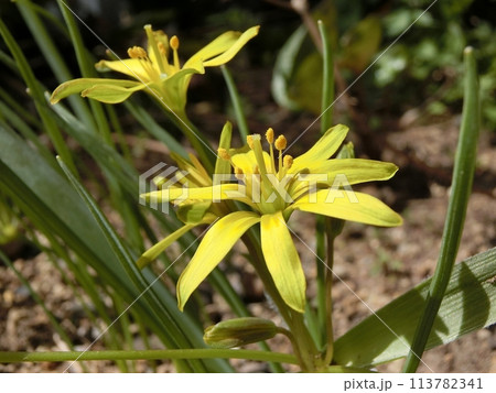 キバナノアマナ（秋田市・4/7） 113782341