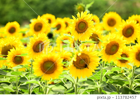 夏の花のある風景 113782457