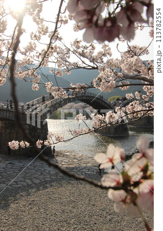 『錦帯橋とサクラ』桜 アップ 山口県岩国  #日本観光 Kintai Bridge   『錦帯橋とサクラ』桜 アップ 山口県岩国  #日本観光 Kintai Bridge   113782554