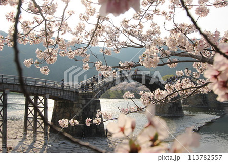 『錦帯橋とサクラ』桜 アップ 山口県岩国 #日本観光 Kintai Bridge 『錦帯橋とサクラ』桜 アップ 山口県岩国 #日本観光 Kintai Bridge 113782557