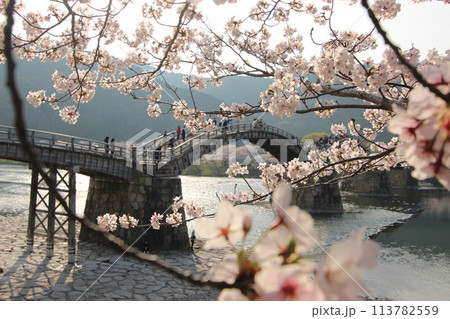 『錦帯橋とサクラ』桜 アップ 山口県岩国 #日本観光 Kintai Bridge 『錦帯橋とサクラ』桜 アップ 山口県岩国 #日本観光 Kintai Bridge 113782559