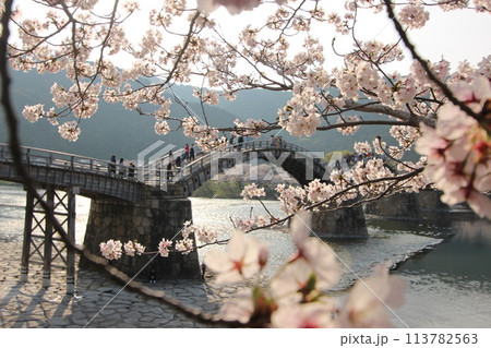 『錦帯橋とサクラ』桜 アップ 山口県岩国  #日本観光　Kintai Bridge 　 113782563