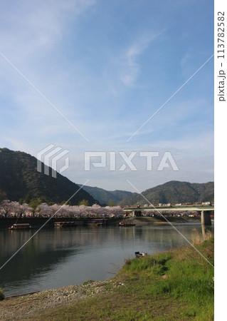 『錦帯橋とサクラ』桜 アップ 山口県岩国  #日本観光　Kintai Bridge 　 113782582