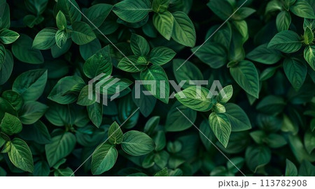 Lush greenery with close-up on leaves Lush greenery with close-up on leaves 113782908