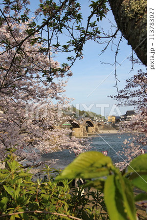 『錦帯橋とサクラ』桜アップ 日本観光 山口県岩国 #日本観光 Kintai Bridge 『錦帯橋とサクラ』桜アップ 日本観光 山口県岩国 #日本観光 Kintai Bridge 113783027
