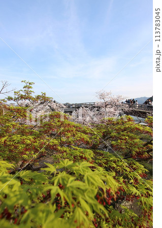 『錦帯橋とサクラ』桜アップ 日本観光　山口県岩国  #日本観光　Kintai Bridge 　 113783045