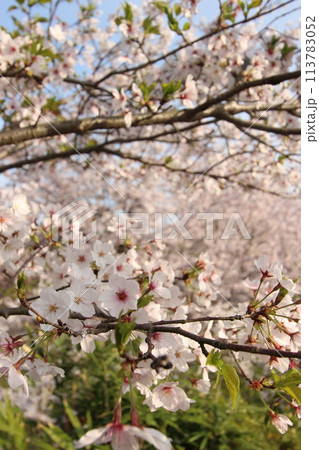 『錦帯橋とサクラ』桜アップ 日本観光 山口県岩国 #日本観光 Kintai Bridge 『錦帯橋とサクラ』桜アップ 日本観光 山口県岩国 #日本観光 Kintai Bridge 113783052