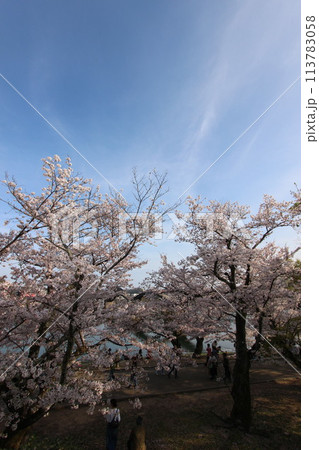 『錦帯橋とサクラ』桜アップ 日本観光 山口県岩国 #日本観光 Kintai Bridge 『錦帯橋とサクラ』桜アップ 日本観光 山口県岩国 #日本観光 Kintai Bridge 113783058