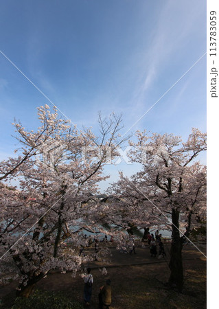 『錦帯橋とサクラ』桜アップ 日本観光 山口県岩国 #日本観光 Kintai Bridge 『錦帯橋とサクラ』桜アップ 日本観光 山口県岩国 #日本観光 Kintai Bridge 113783059