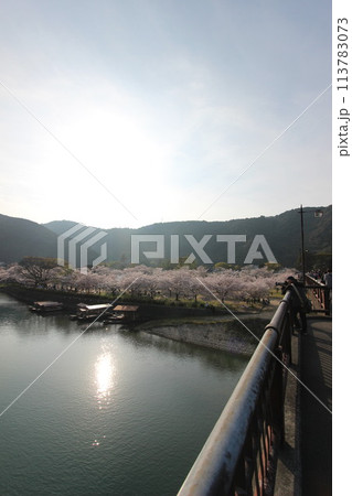 『錦帯橋とサクラ』桜アップ 日本観光　山口県岩国  #日本観光　Kintai Bridge 　 113783073