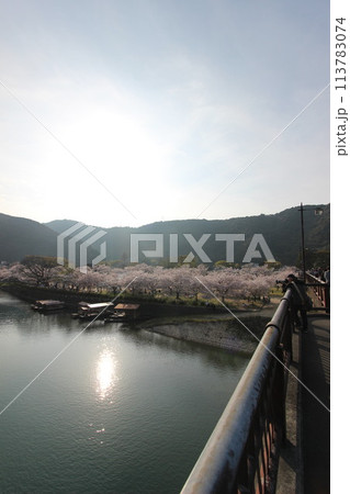 『錦帯橋とサクラ』桜アップ 日本観光 山口県岩国 #日本観光 Kintai Bridge 『錦帯橋とサクラ』桜アップ 日本観光 山口県岩国 #日本観光 Kintai Bridge 113783074