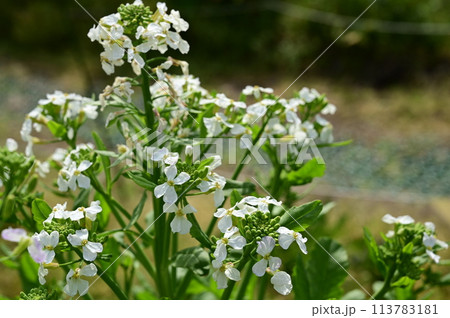 桃山大根(アブラナ科)京野菜の白い花 桃山大根(アブラナ科)京野菜の白い花 113783181