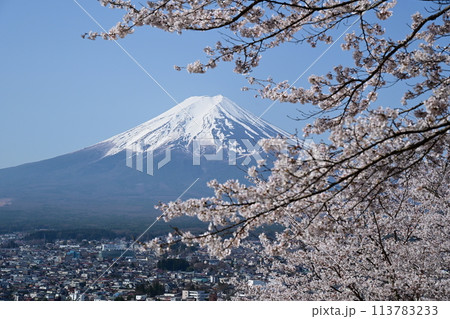 富士山と満開の桜 富士山と満開の桜 113783233