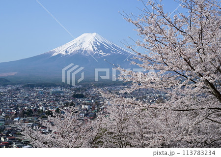 富士山と満開の桜 113783234