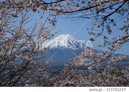 富士山と満開の桜 113783237