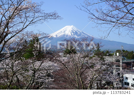 富士山と満開の桜 113783241