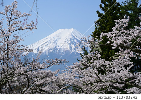 富士山と満開の桜 113783242