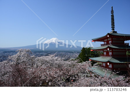 富士山と新倉山浅間公園の満開の桜 富士山と新倉山浅間公園の満開の桜 113783246