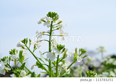 茎だいこん（アブラナ科）京野菜の白い花 113783251