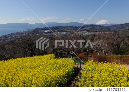 吾妻山公園 113783353