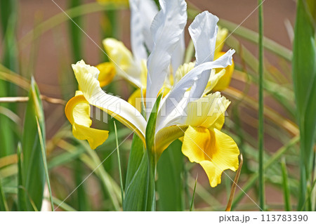 オランダアヤメ 113783390