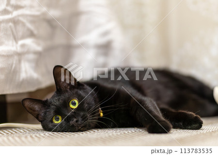床に寝そべる黒猫 床に寝そべる黒猫 113783535