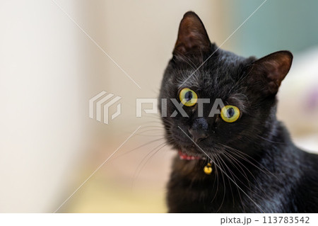見つめる黒猫 113783542