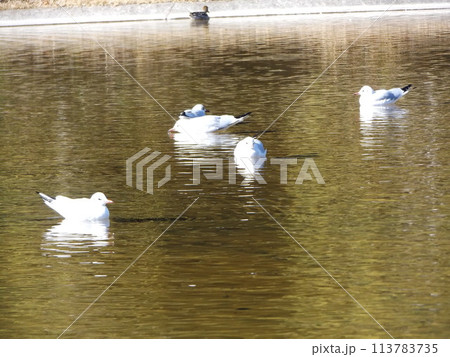 稲毛海浜公園浜の池に来た冬の渡り鳥ユリカモメ 113783735