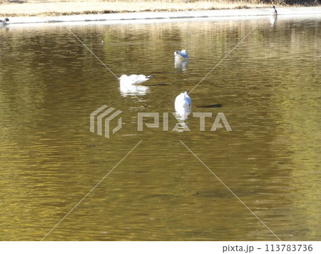 稲毛海浜公園浜の池に来た冬の渡り鳥ユリカモメ 113783736