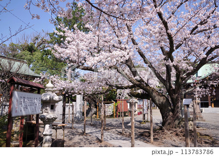 日枝神社の桜 113783786