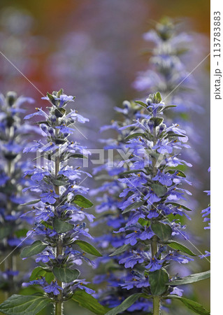 夕陽に染まるアジュガレプタンス ( fix撮影 ) 夕陽に染まるアジュガレプタンス ( fix撮影 ) 113783883