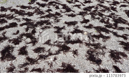 海岸の上で干されている布海苔 113783973