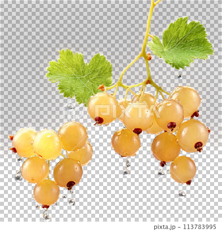 Sweet white currants cascading delicate stems bending water droplets midair Ribes rubrum Food and Culinary 113783995