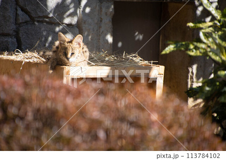 サーバルのこども サーバルのこども 113784102