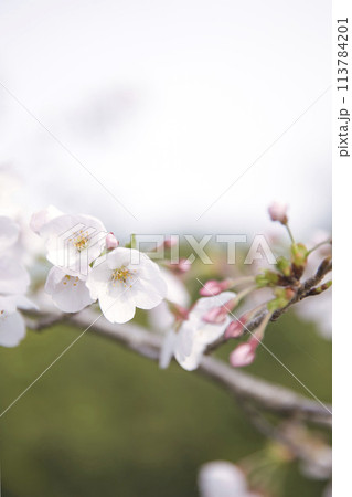 桜の花とツボミ 縦構図1 桜の花とツボミ 縦構図1 113784201