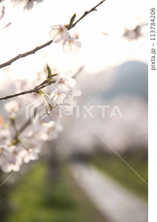 桜の花とツボミ　縦構図5 113784206