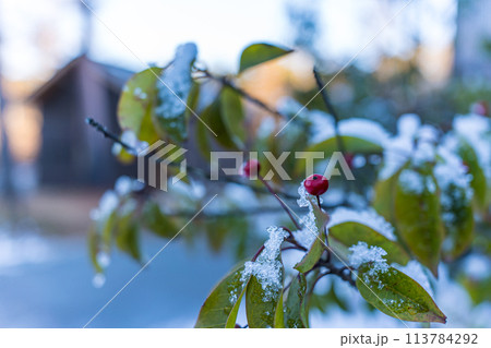 赤い実が成った雪の中の植物 113784292