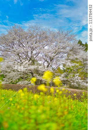 醍醐桜 醍醐桜 113784432