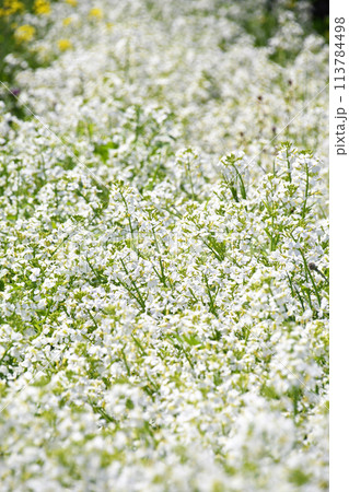 白い菜の花 113784498