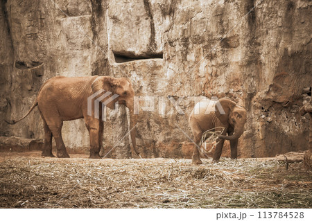 In their living habitat with rustic and textured surroundings, a pair of African elephants interact, showcasing the depth of their relationship and connection In their living habitat with rustic and textured surroundings, a pair of African elephants interact, showcasing the depth of their relationship and connection 113784528