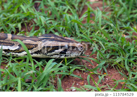 In the grass, a python lurks with stealth, embodying the essence of predation and showcasing its ability to blend into its environment In the grass, a python lurks with stealth, embodying the essence of predation and showcasing its ability to blend into its environment 113784529