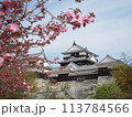 春の桜と松山城 113784566