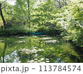 緑の溶け込む池と、みどりのボート 113784574