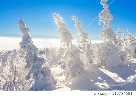 A magical view from above of mountain to white fluffy snow covered spruce. Winter landscape with frosty fir trees and snowflakes, flat area with fog. Kolchim Memorial Stone. Ural, Russia, Europe. A magical view from above of mountain to white fluffy snow covered spruce. Winter landscape with frosty fir trees and snowflakes, flat area with fog. Kolchim Memorial Stone. Ural, Russia, Europe. 113784591