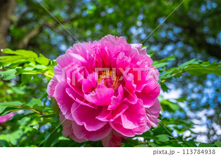 濃いピンク色の牡丹の花 113784938